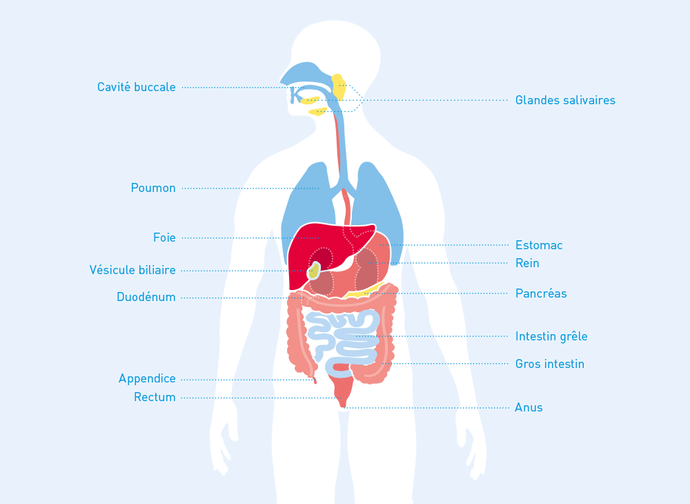 Le systÃ¨me digestif de lâhomme